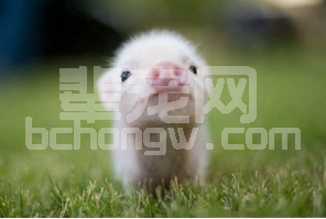 脱水是仔猪断奶后面临的最大的挑战