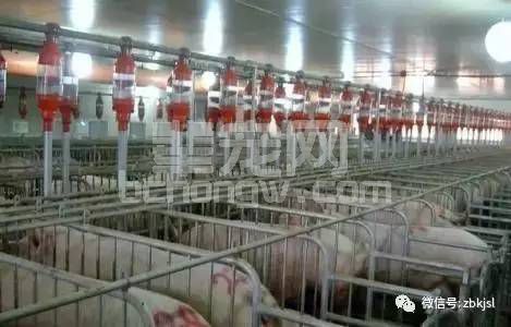 规模化、集约化猪场怎样才能把控好这“四大关口”？