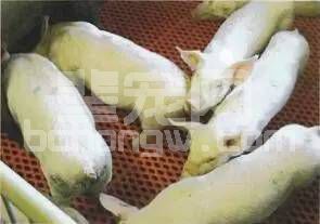 转向行为和攻击性行为产生的原因是什么？