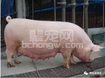 为什么有的母猪产程过长？是什么原因导致的呢？
