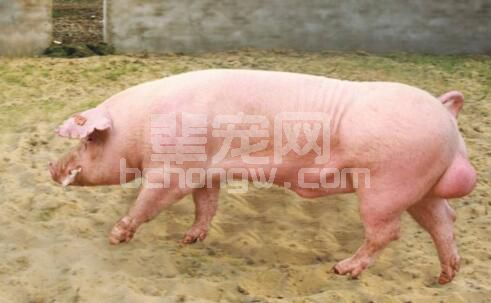 公猪采精的细节操作解析