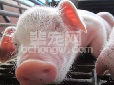 猪体温下降、精神浓郁、食欲下降，到底是何原因？如何救治？