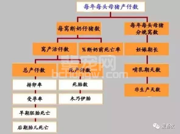 产子数量这么少？是什么影响着母猪窝产仔数？