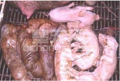 养猪人注意：这才是正确使用母猪料！