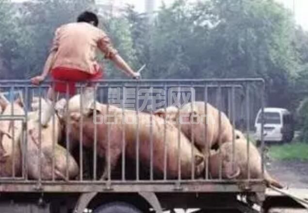 整理几点猪贩称猪惯用伎俩，供大家参考......
