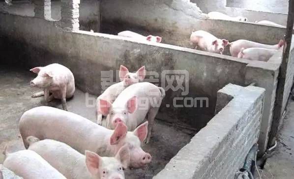 养猪这样养，助你经济效益翻倍！技术在这里