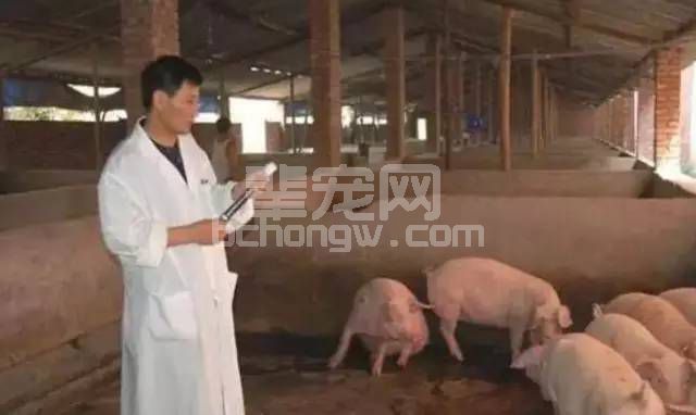 这十张图，只有养猪人才懂！