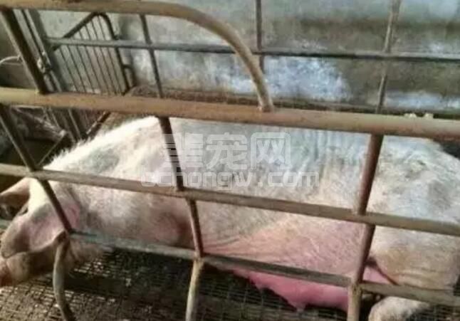 小偏方！治疗母猪产前不食