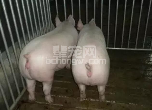 饲养繁育母猪有三法！