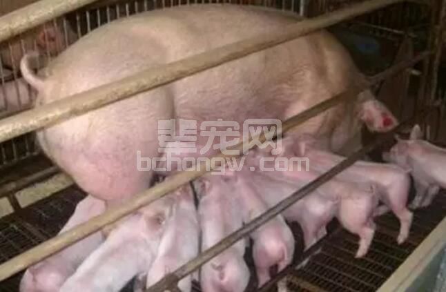 母猪催奶十招新方法？让你学为所用