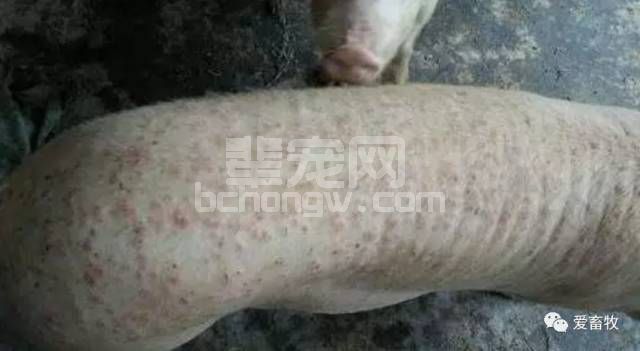 猪被蚊子咬到撞墙自杀，养殖户需出新招！