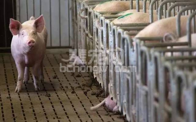 夏季到了，猪如何喂养才能长的更快？这里有高招