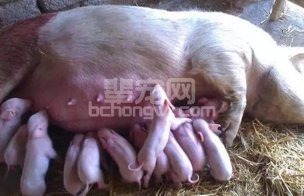 夏季母猪配不上种？公猪母猪都有责任