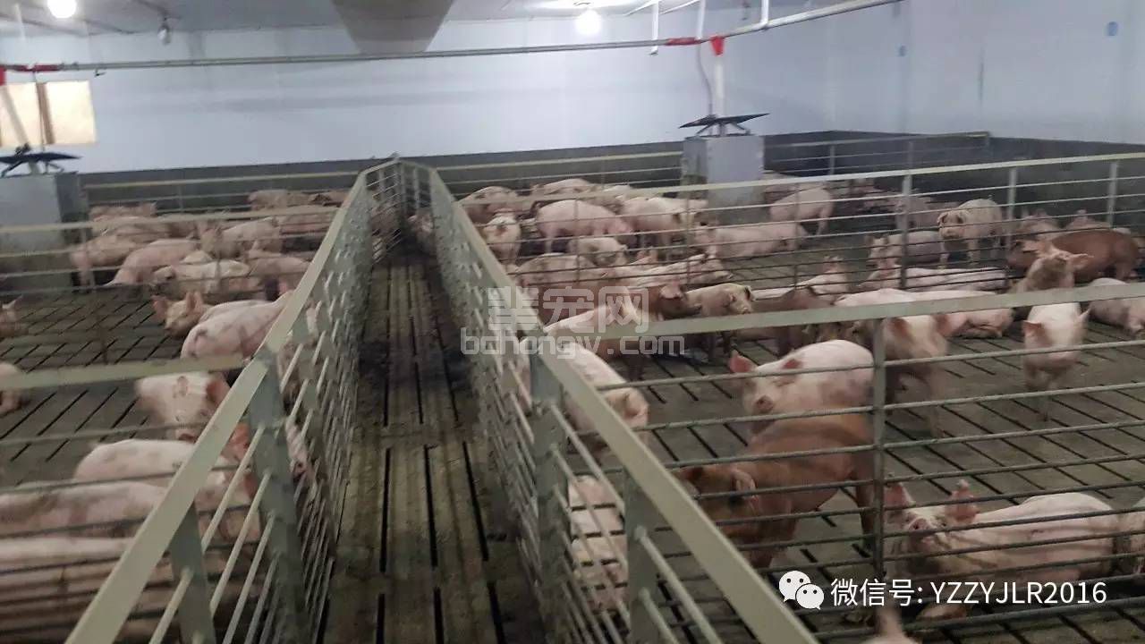 必修课！保育舍每日及每周工作安排！