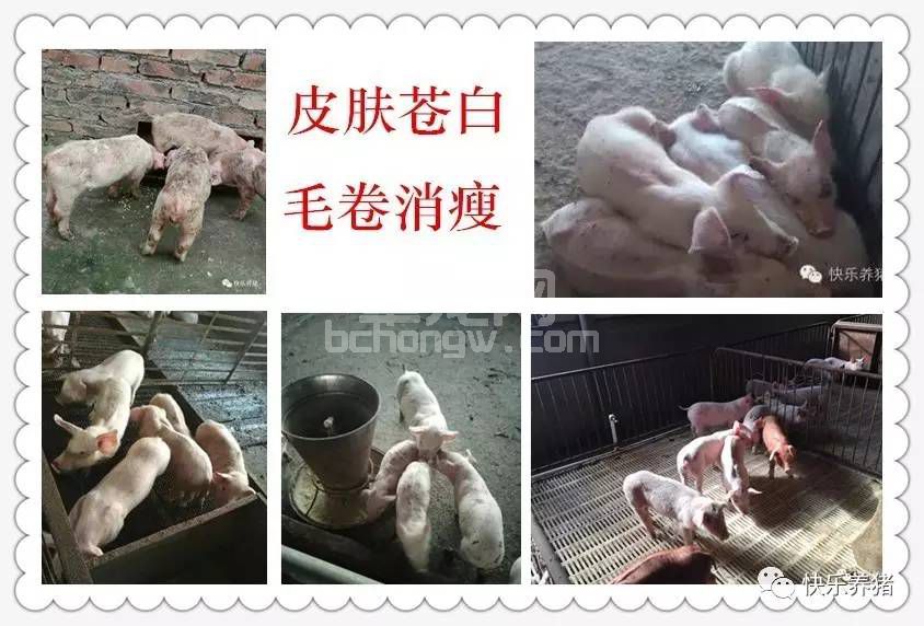 保育猪不好养，问题多，怎么办？
