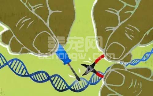 猪服药时，你停止喂养这些饲料了吗？