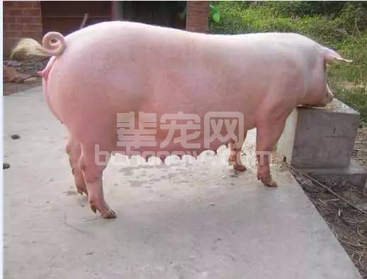母猪发出这些信号一定要注意了！