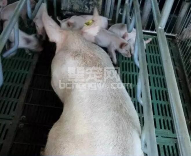 如何解决母猪繁殖性能低下？