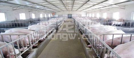三个“乱”的习惯，会让你的养猪大业毁于一旦！
