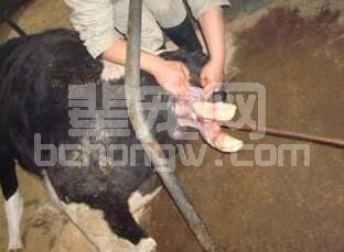 母猪难产--掏猪之注意事项及正确做法！