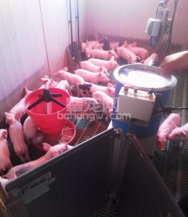 母猪产仔多的情况下如何提高分配仔猪寄养分群