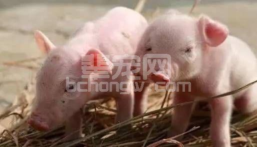 猪价这么渣，咱还是谈谈小猪吃奶的那些事儿！