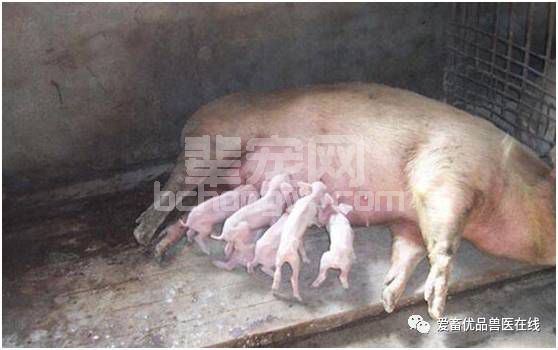 母猪喂料大有学问，这些方法你都知道吗？
