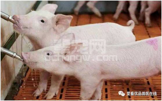 母猪大讲堂：母猪产前、产后不食怎么办？我来为你解烦忧