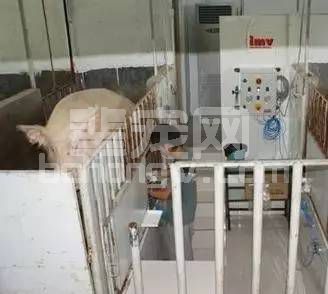 赶猪也有学问？ 猪人工授精经验总结
