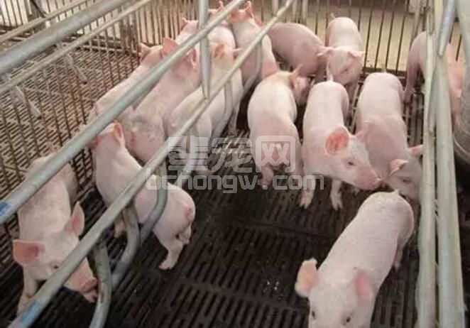 春季仔猪饲养管理技术之“一喂四补”