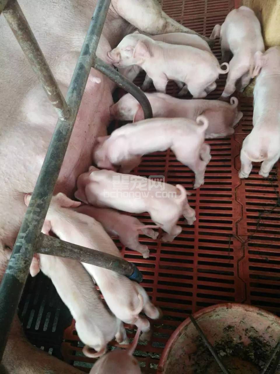 仔猪注射铁剂可有效地防止缺铁性贫血的发生