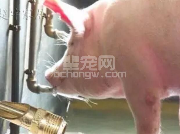 养猪最怕啥？就怕猪不喝水！谈谈夏季养猪“水”的管理
