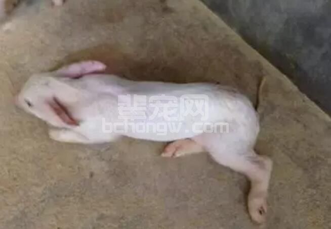 小猪断奶时要做好“八不”