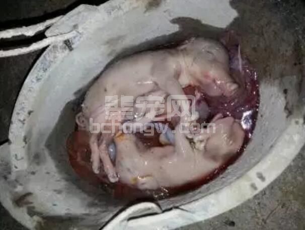 不同阶段出现的繁殖问题原因，你知道吗？