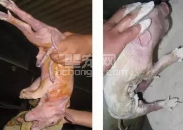 如何做好猪场仔猪护理，提高出栏率？