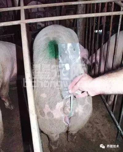 养猪技术汇总，看完去应聘场长！！！