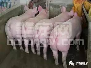 后备母猪催情小妙招！招招管用