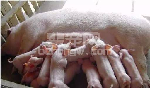 母猪黄金配种方案，真是全了！