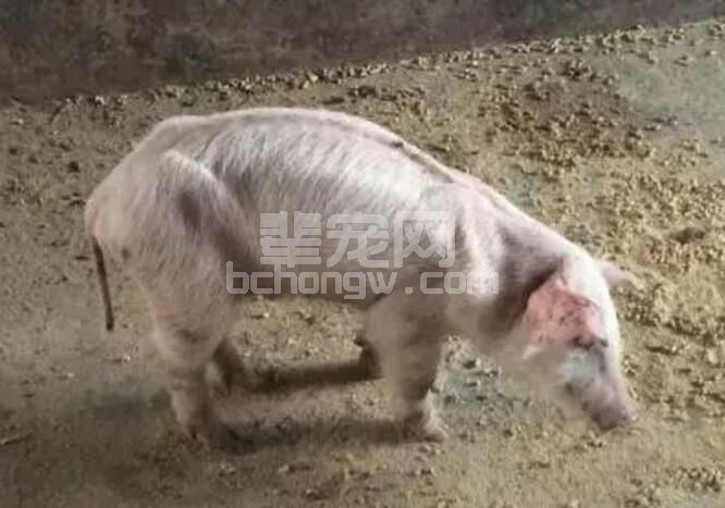 断奶仔猪春季易“瘦身 ” 原因竟然是......