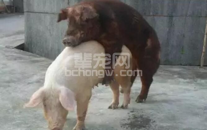 按摩法促母猪发情！学学给猪按摩