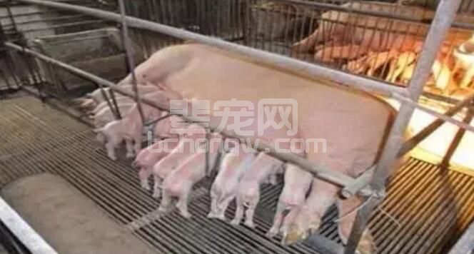 减少母猪“二胎综合征”，试试这个解决方案！