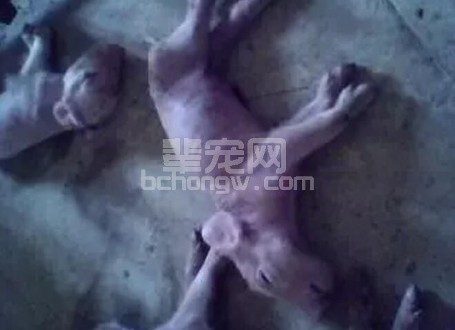 注意了！新生仔猪死亡率这么高的原因在这！