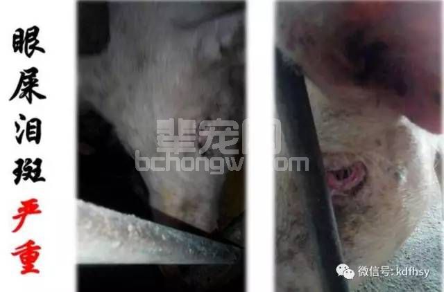 七句话让您明白母猪饲养过程遇到的问题