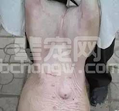 仔猪腹腔注射技术图文详解
