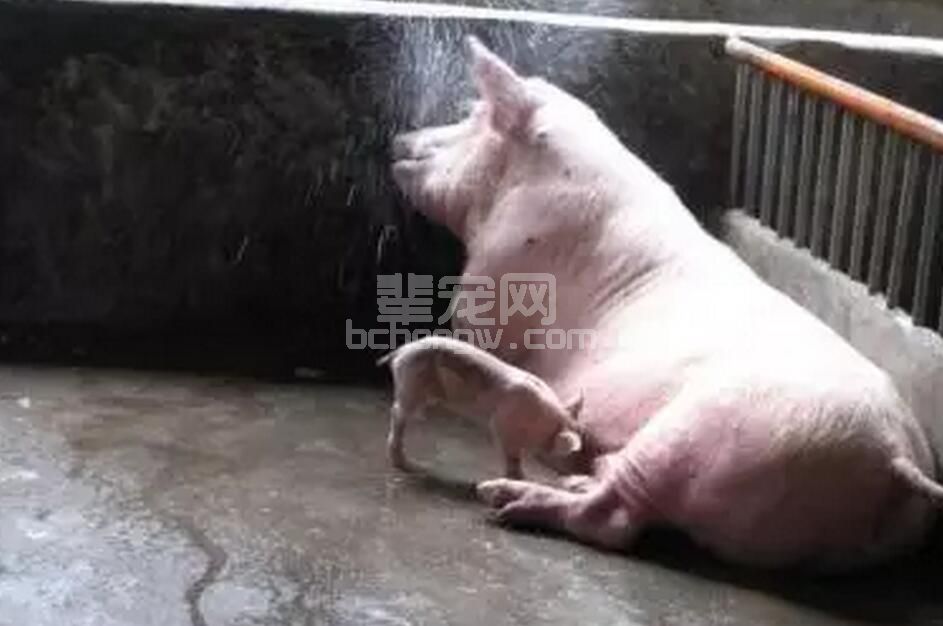 养母猪几点浅见？来看看！