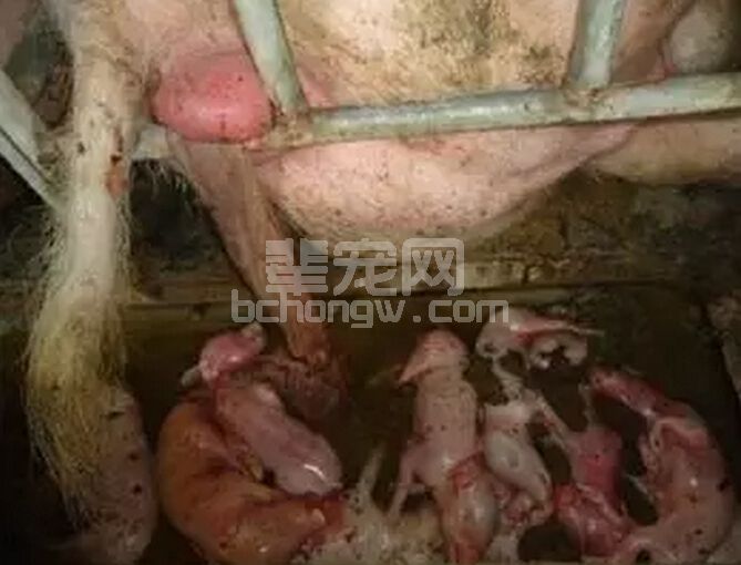 如何应对母猪的繁殖问题？告诉你问题的关键！