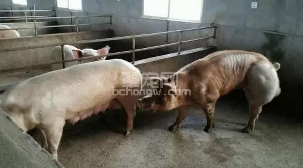 养猪能手……母猪发情不让配的方法……