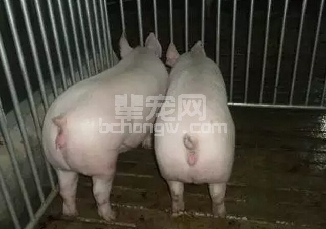 母猪常见问题之“返情”！