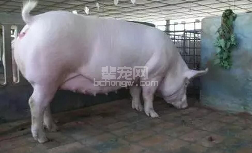 怀孕母猪问题之假发情、假妊娠！