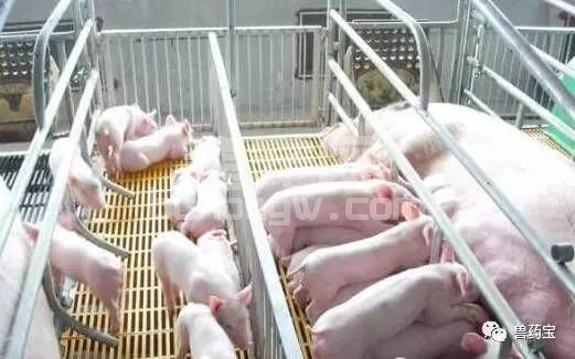 断奶仔猪饲料中加入酸化剂进行酸化的饲料效果